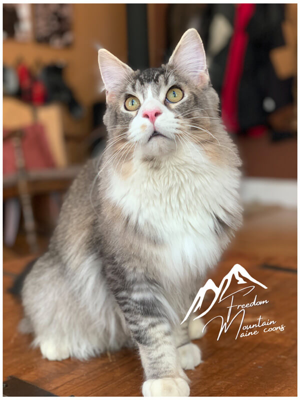 Nikko from Freedom Mountain Maine Coon Cattery in California