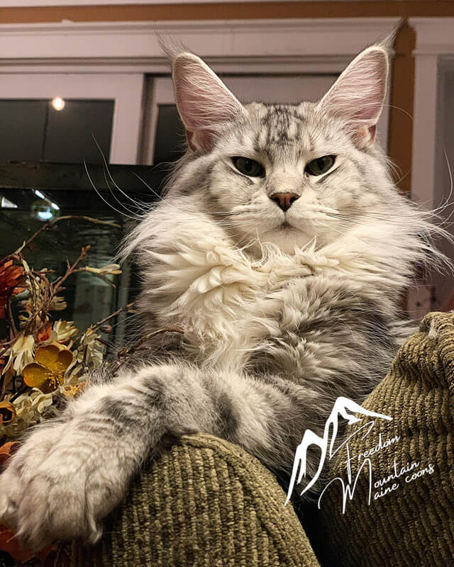Eevie a breeding queen from Freedom Mountain Maine Coon Cattery in California