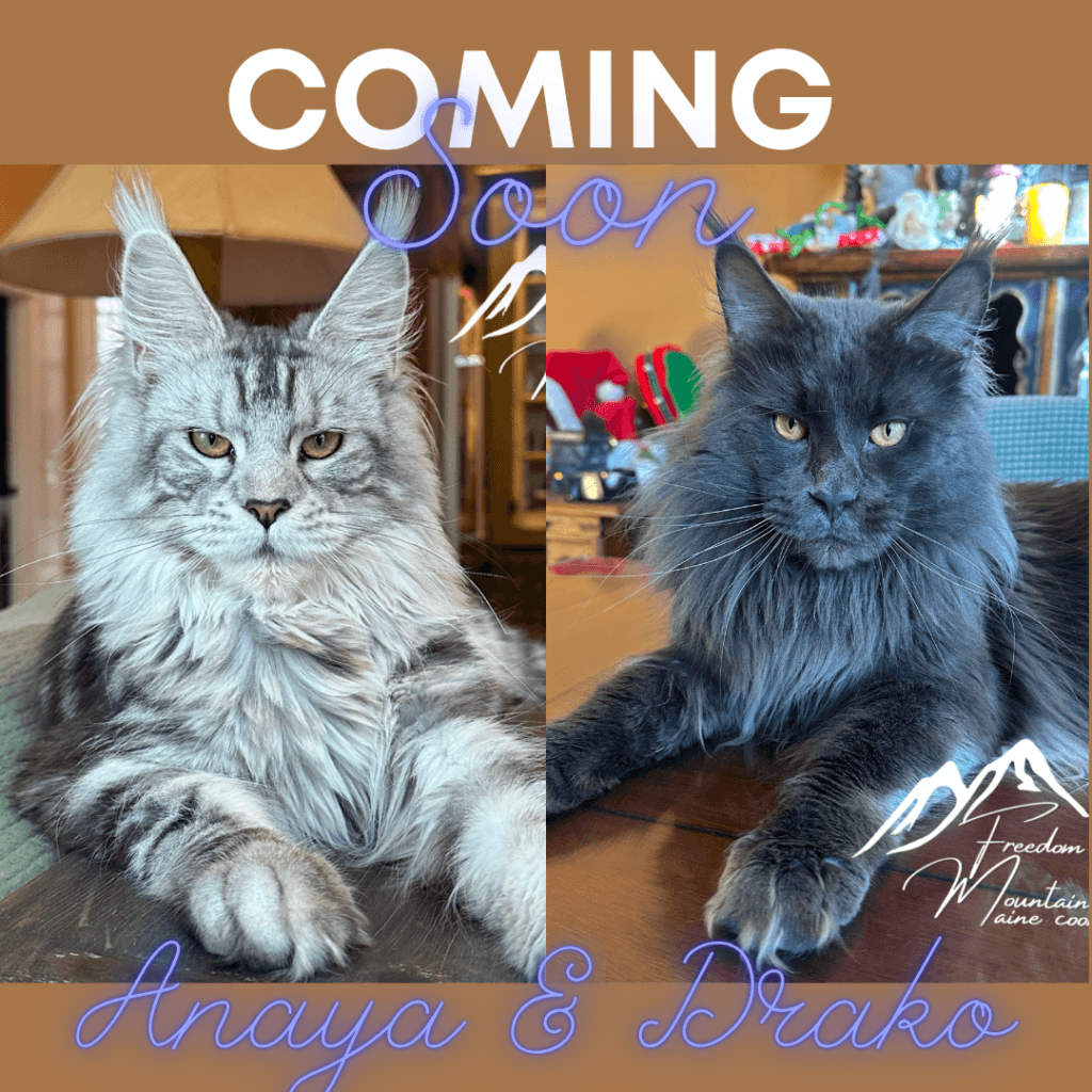 Freedom Mountain Maine Coons