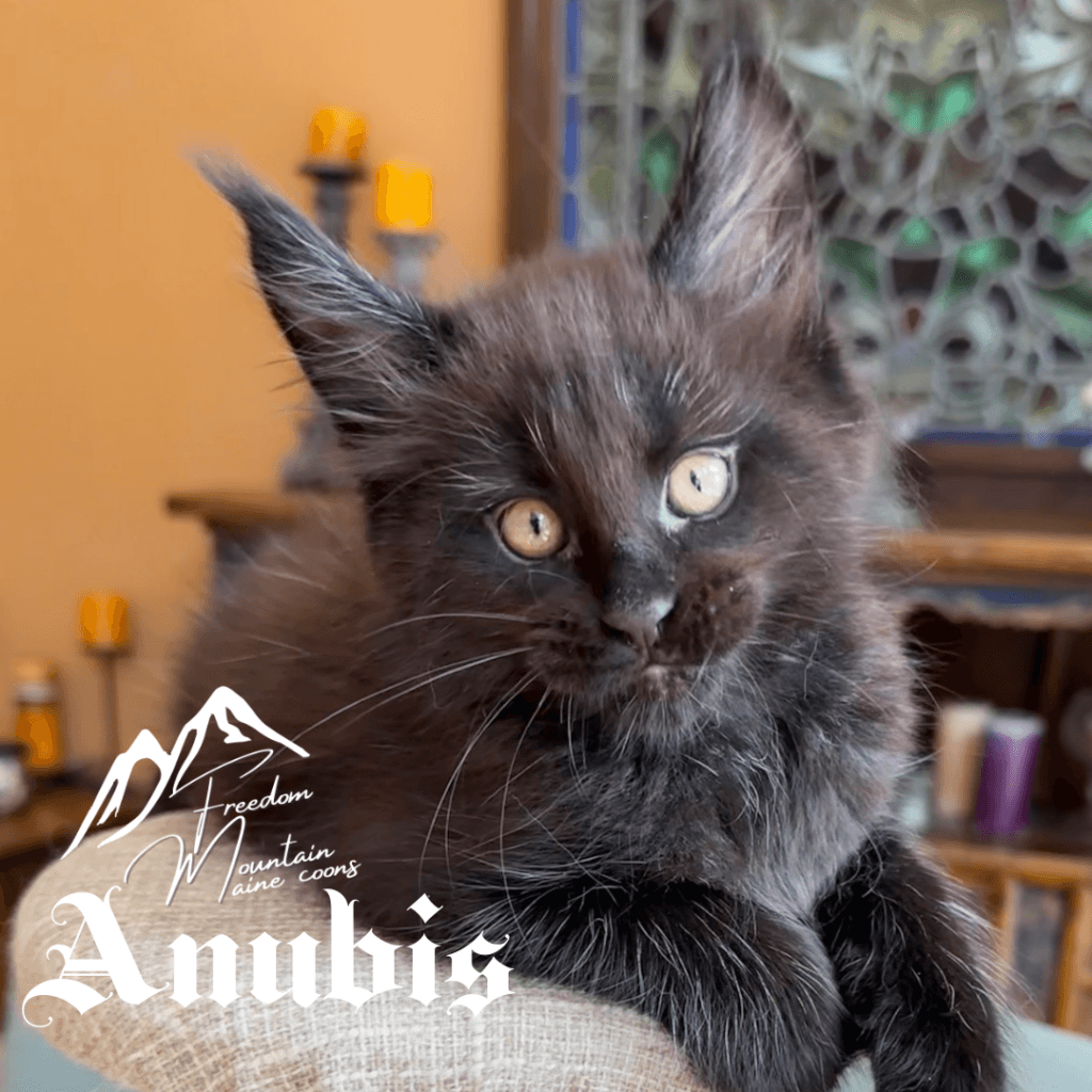 Freedom Mountain Maine Coons