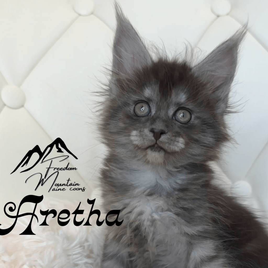 Freedom Mountain Maine Coons