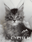 Freedom Mountain Maine Coons