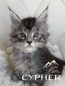 Freedom Mountain Maine Coons
