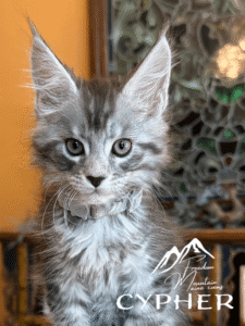 Freedom Mountain Maine Coons