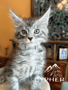 Cypher - Silver Tabby w/ black Maine Coon kitten at Freedom Mountain Maine Coons