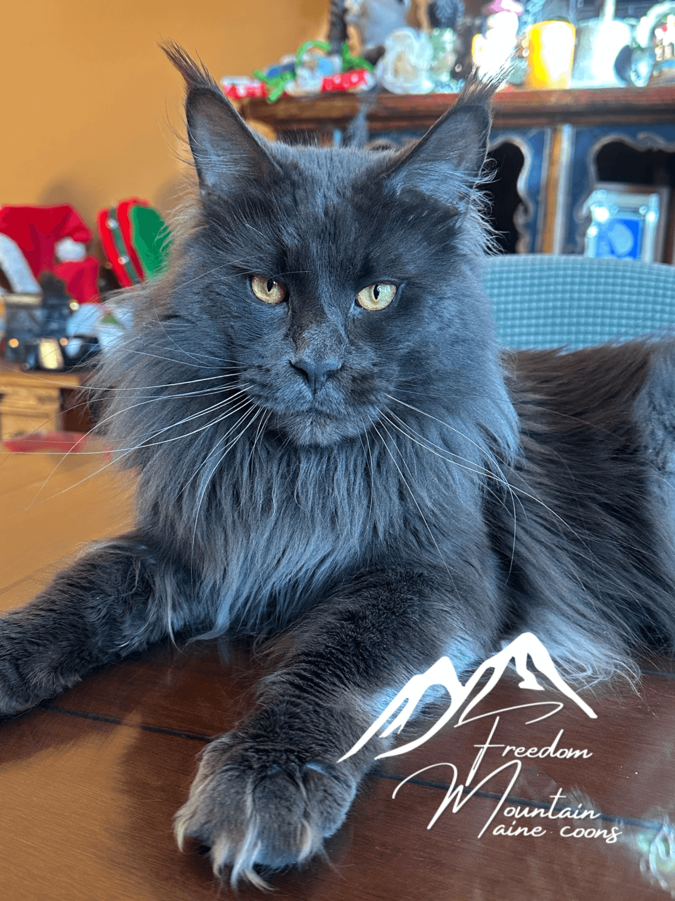 Maine Coon Blu 15 Most Popular Maine Coon Colors Patterns Maine Coon Blu 15 Most Popular Maine Coon Colors Patterns