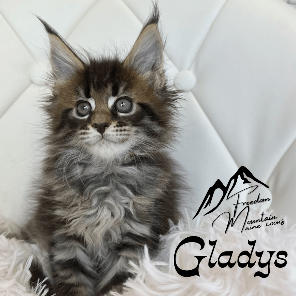 Freedom Mountain Maine Coons