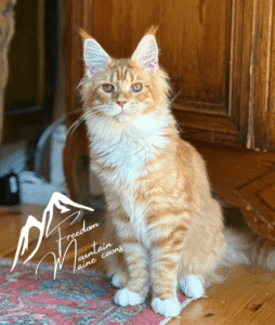 Maine Coons