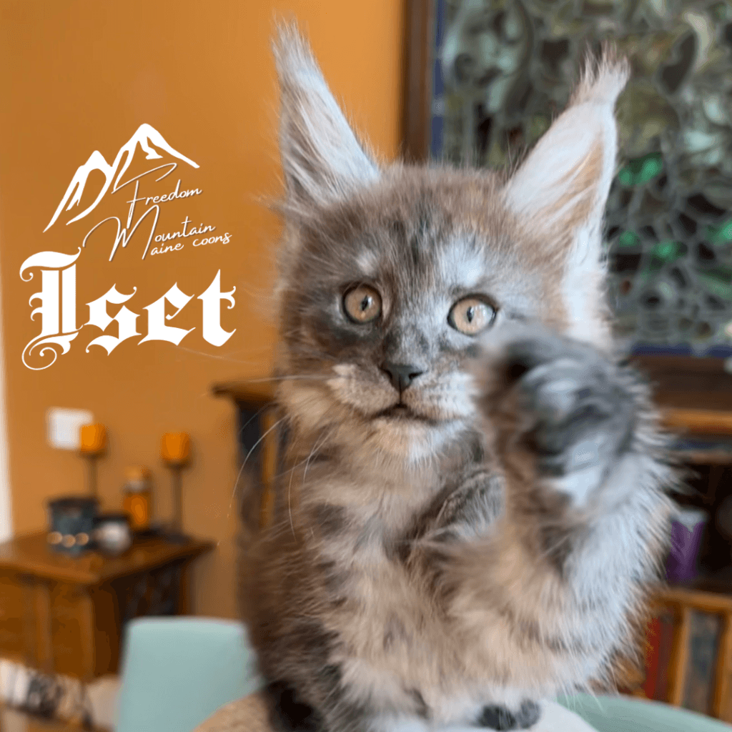 Freedom Mountain Maine Coons