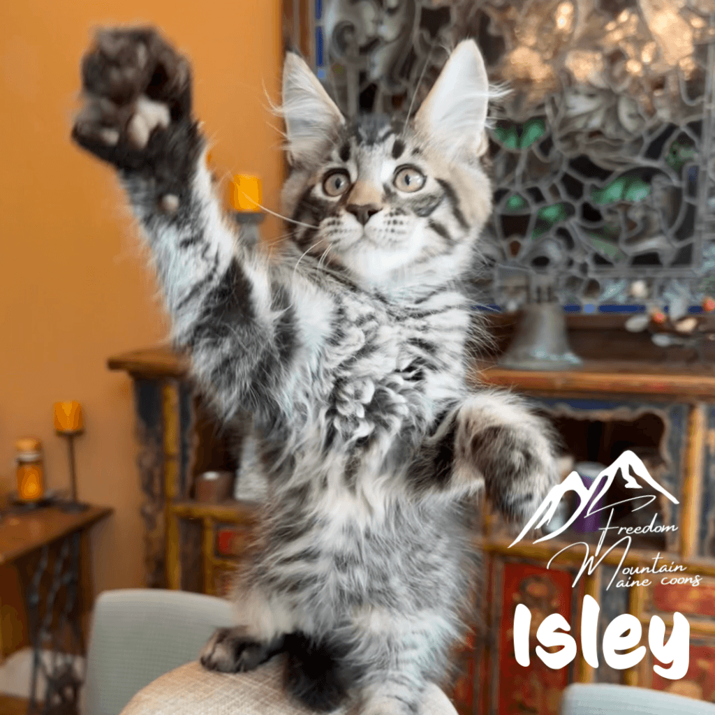 Freedom Mountain Maine Coons