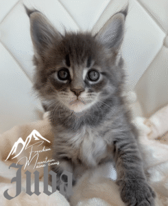 Freedom Mountain Maine Coons