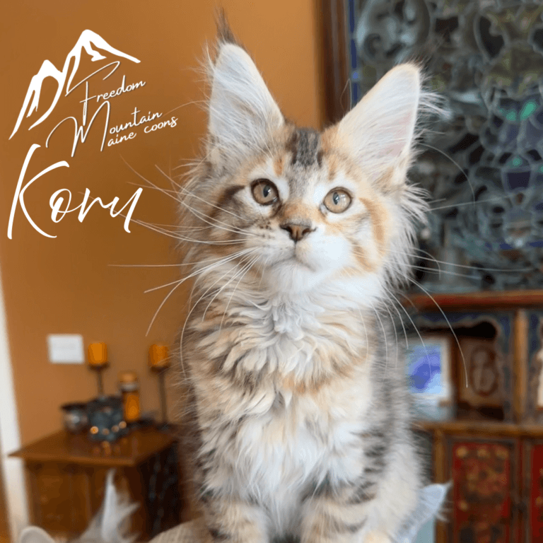 Freedom Mountain Maine Coons