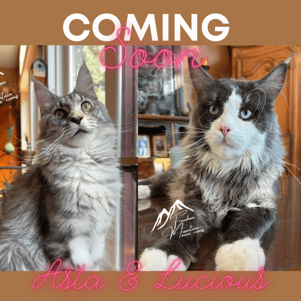 Freedom Mountain Maine Coons