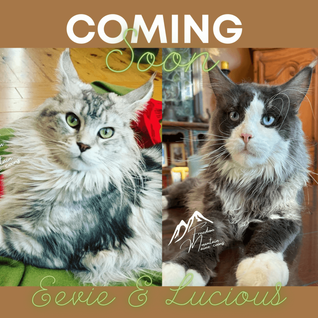 Freedom Mountain Maine Coons
