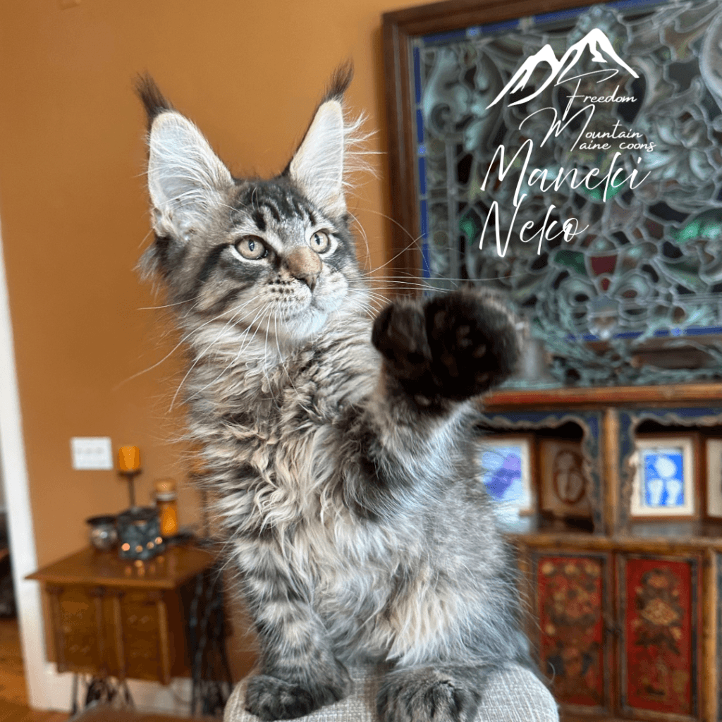 Freedom Mountain Maine Coons