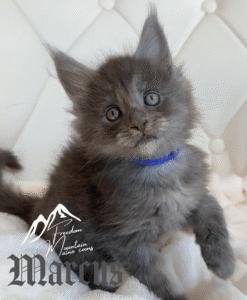 Freedom Mountain Maine Coons