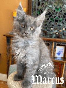 Freedom Mountain Maine Coons