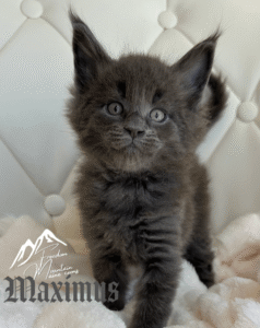 Freedom Mountain Maine Coons