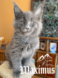 Freedom Mountain Maine Coons