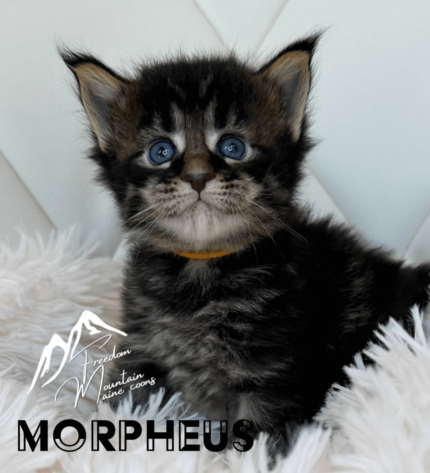 Maine Coon Coat Colors & Patterns * Freedom Mountain Maine Coon Cattery