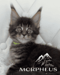 Freedom Mountain Maine Coons