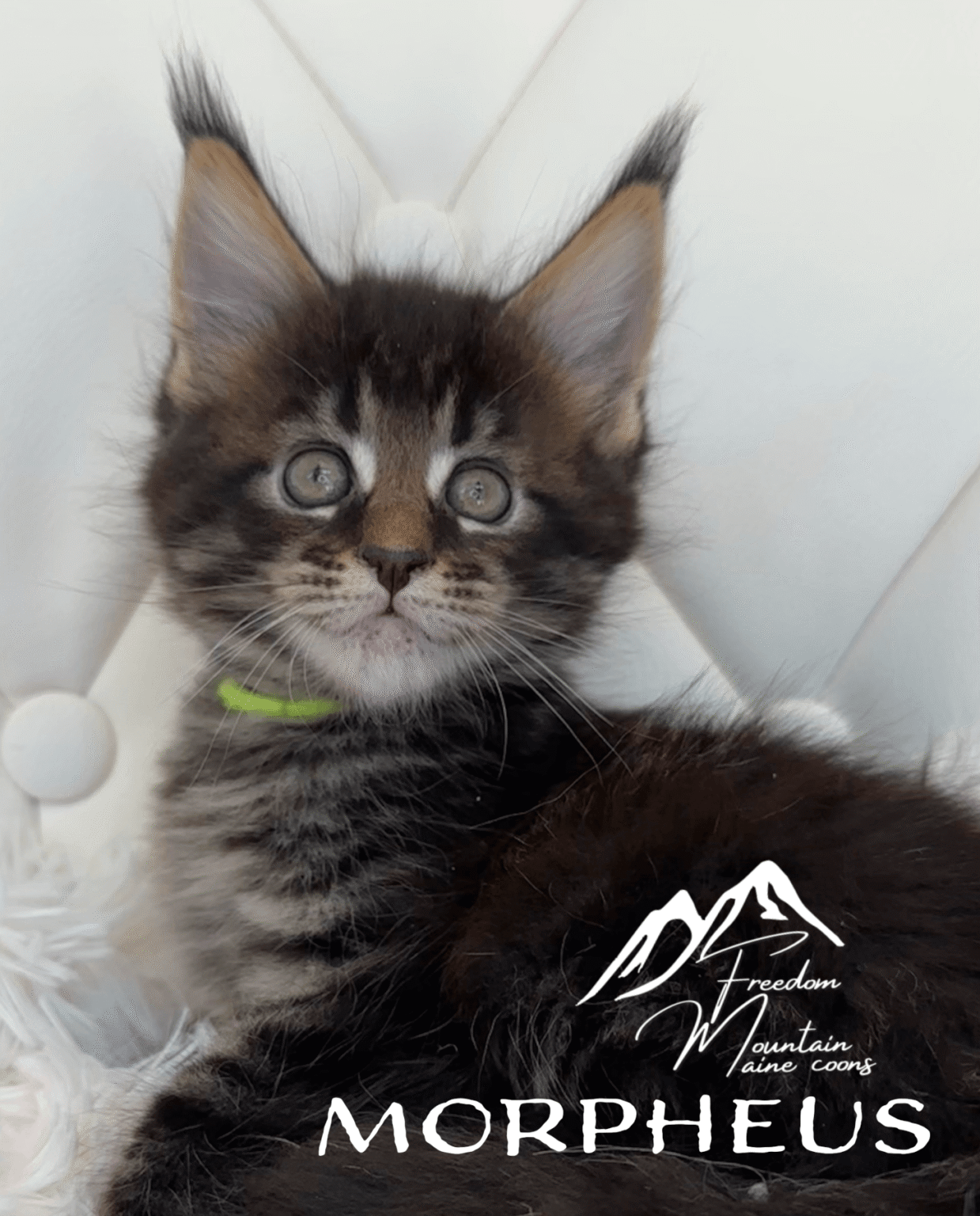 Maine Coon Coat Colors & Patterns * Freedom Mountain Maine Coon Cattery