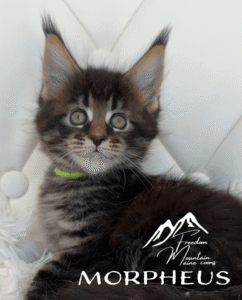 Freedom Mountain Maine Coons