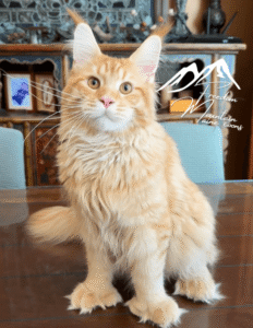Freedom Mountain Maine Coons