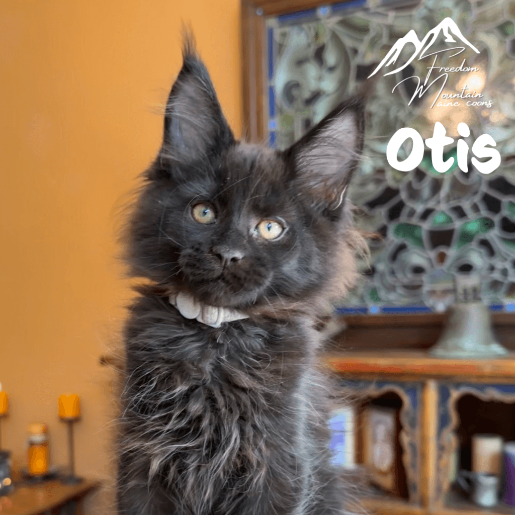 Freedom Mountain Maine Coons