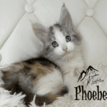Freedom Mountain Maine Coons