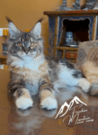 Maine Coon Queen Black Torbie