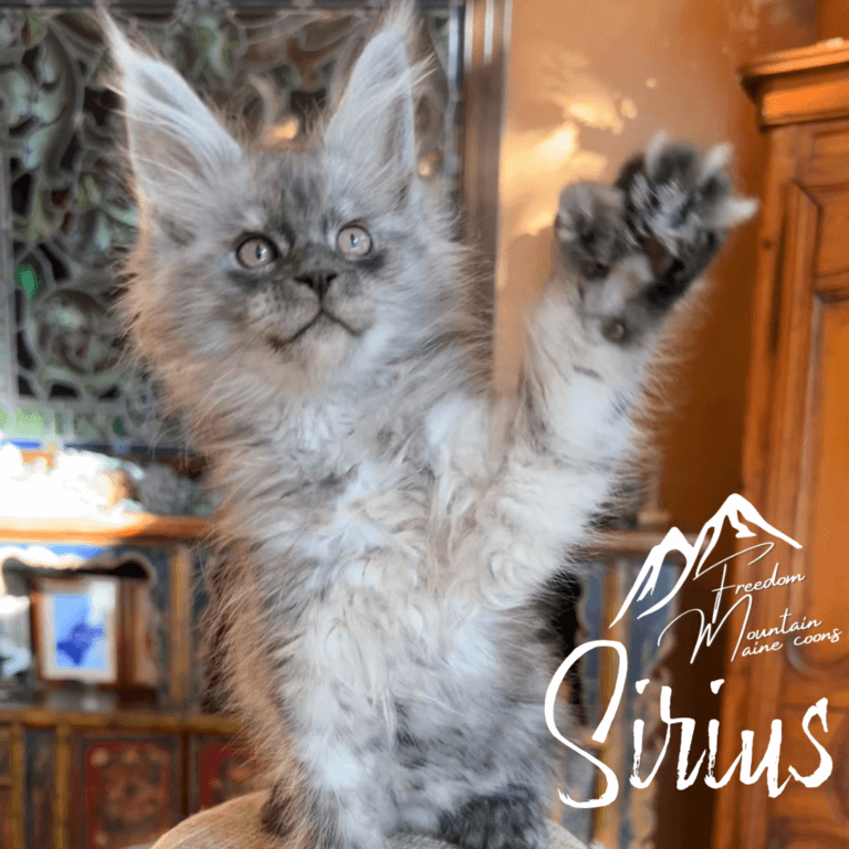 Freedom Mountain Maine Coons