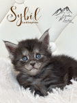 Maine Coon Kittens Black Smoke Female