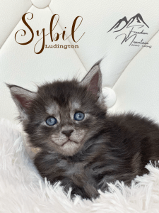 Maine Coon Kittens Black Smoke Female