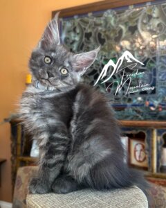 Maine Coon Kitten