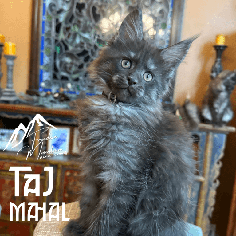 Freedom Mountain Maine Coons