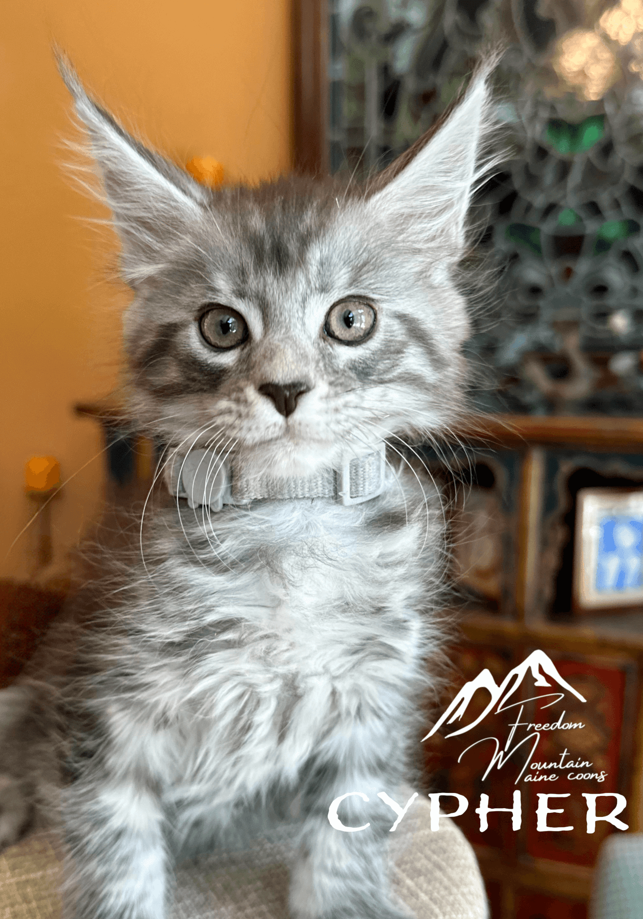 Cypher - Silver Tabby w/ black Maine Coon kitten at Freedom Mountain Maine Coons