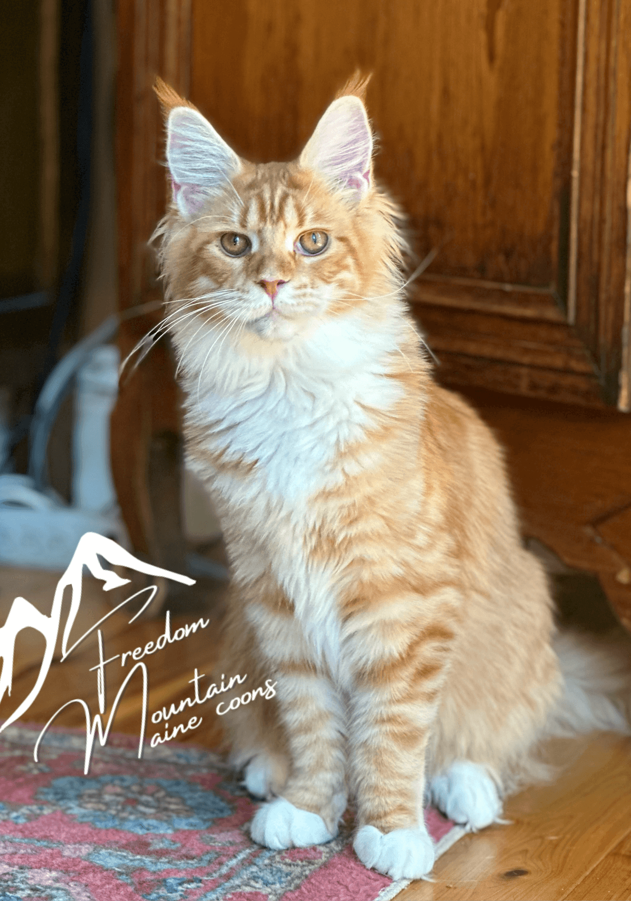 Maine Coons