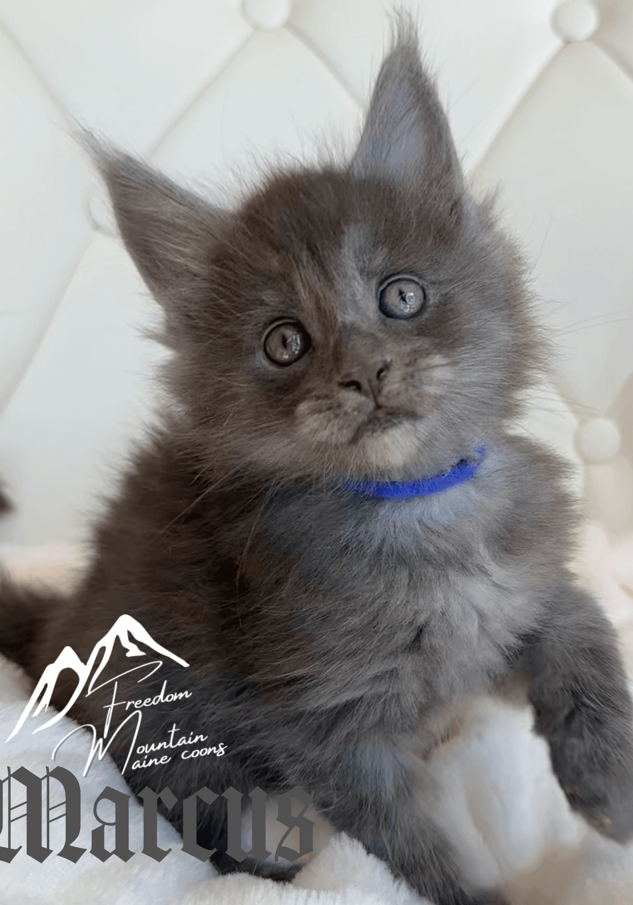 Freedom Mountain Maine Coons