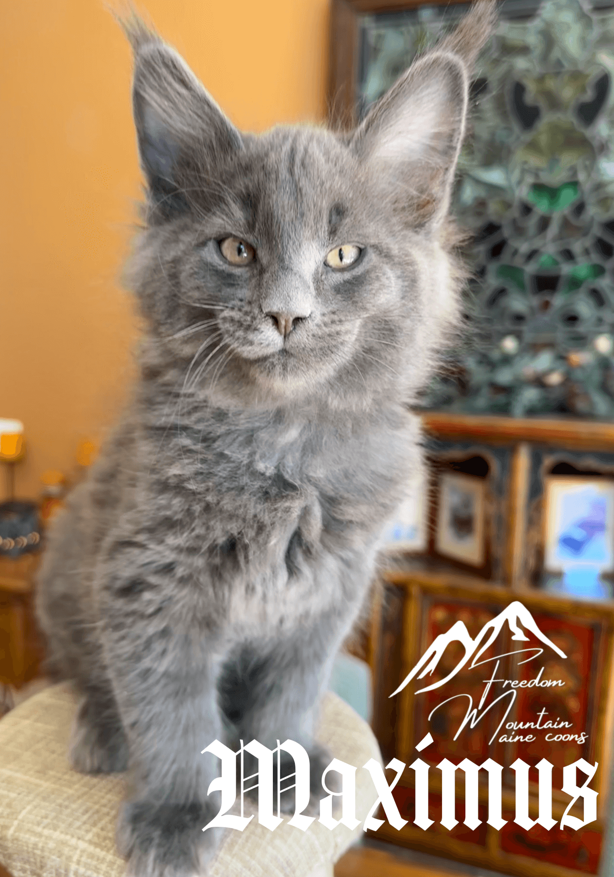 Freedom Mountain Maine Coons