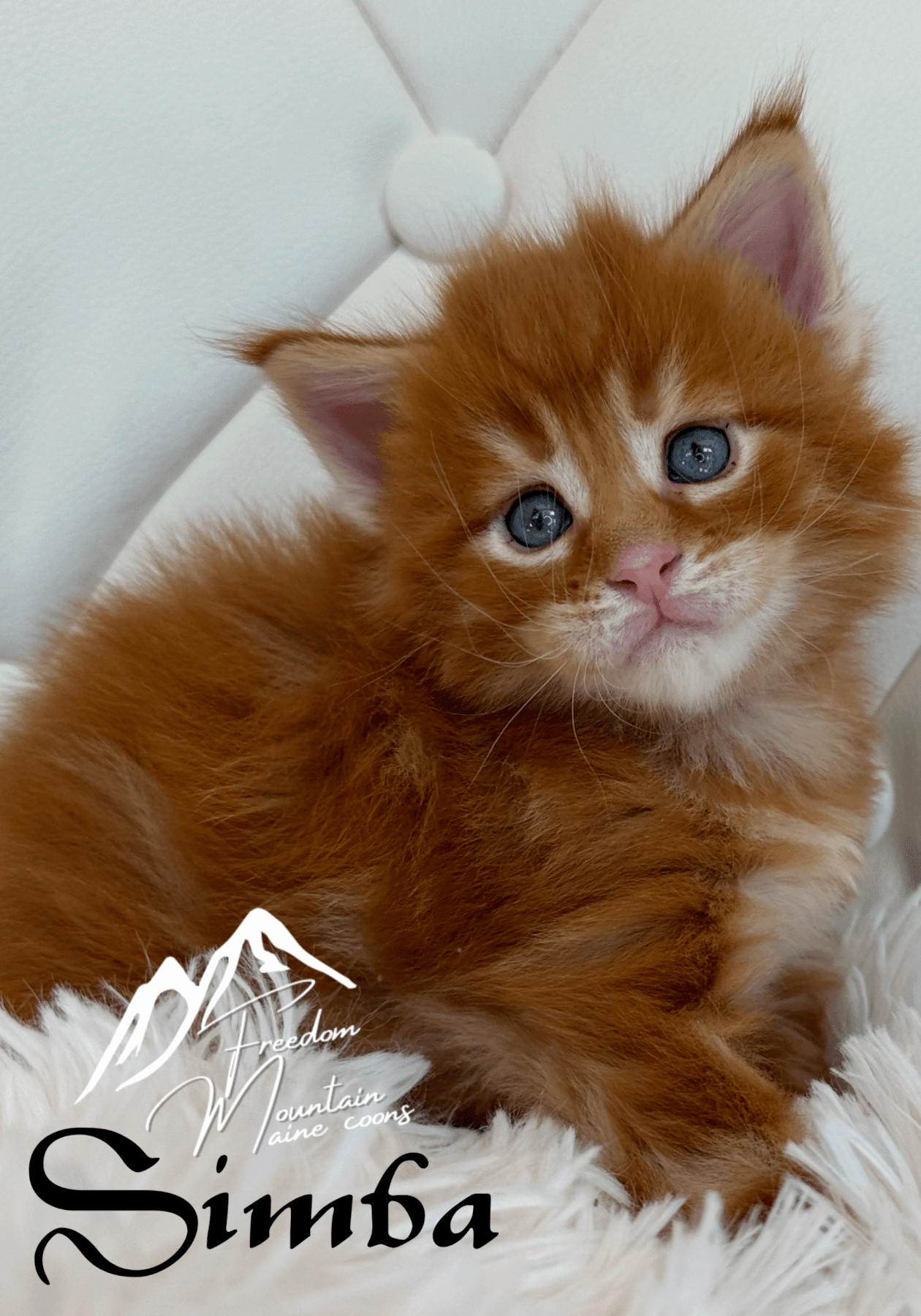 Freedom Mountain Maine Coons