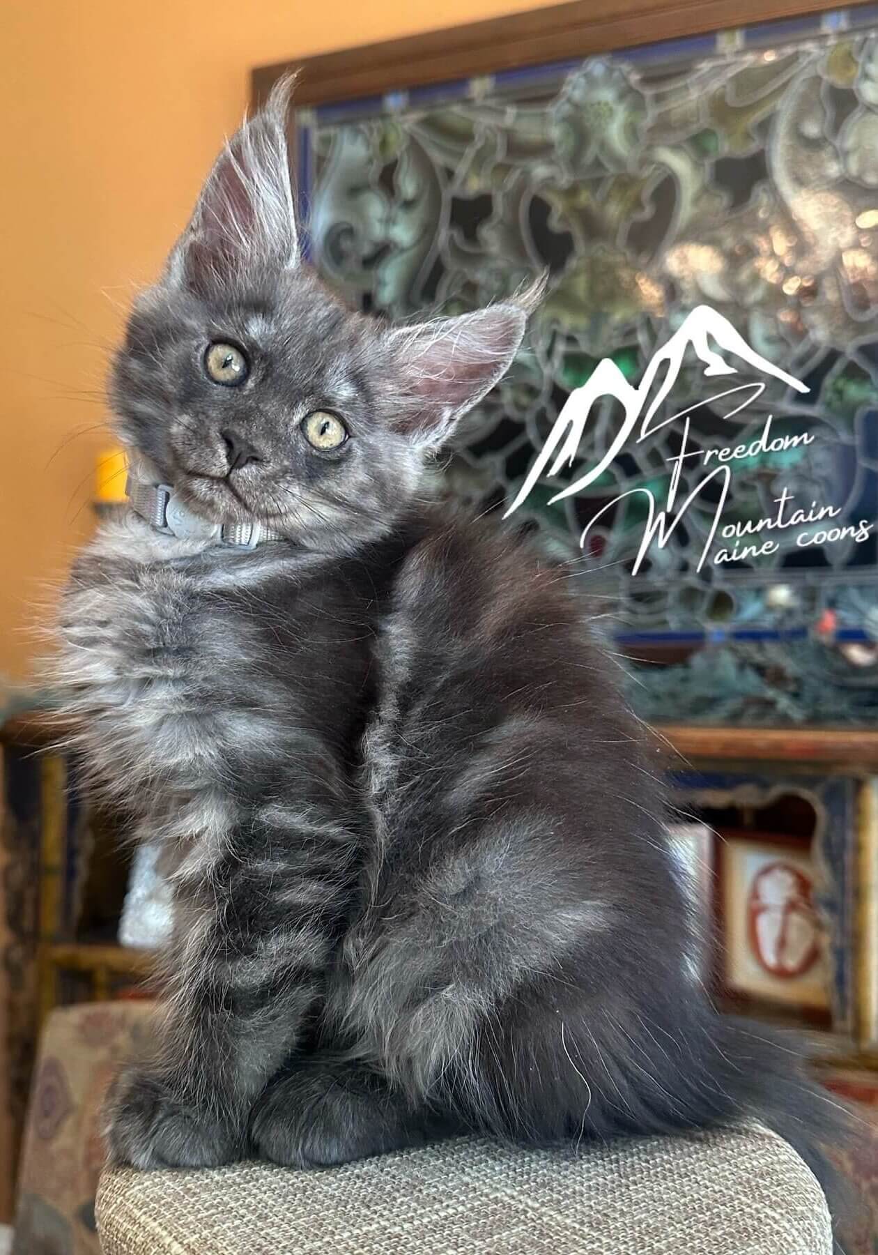 Maine Coon Kitten