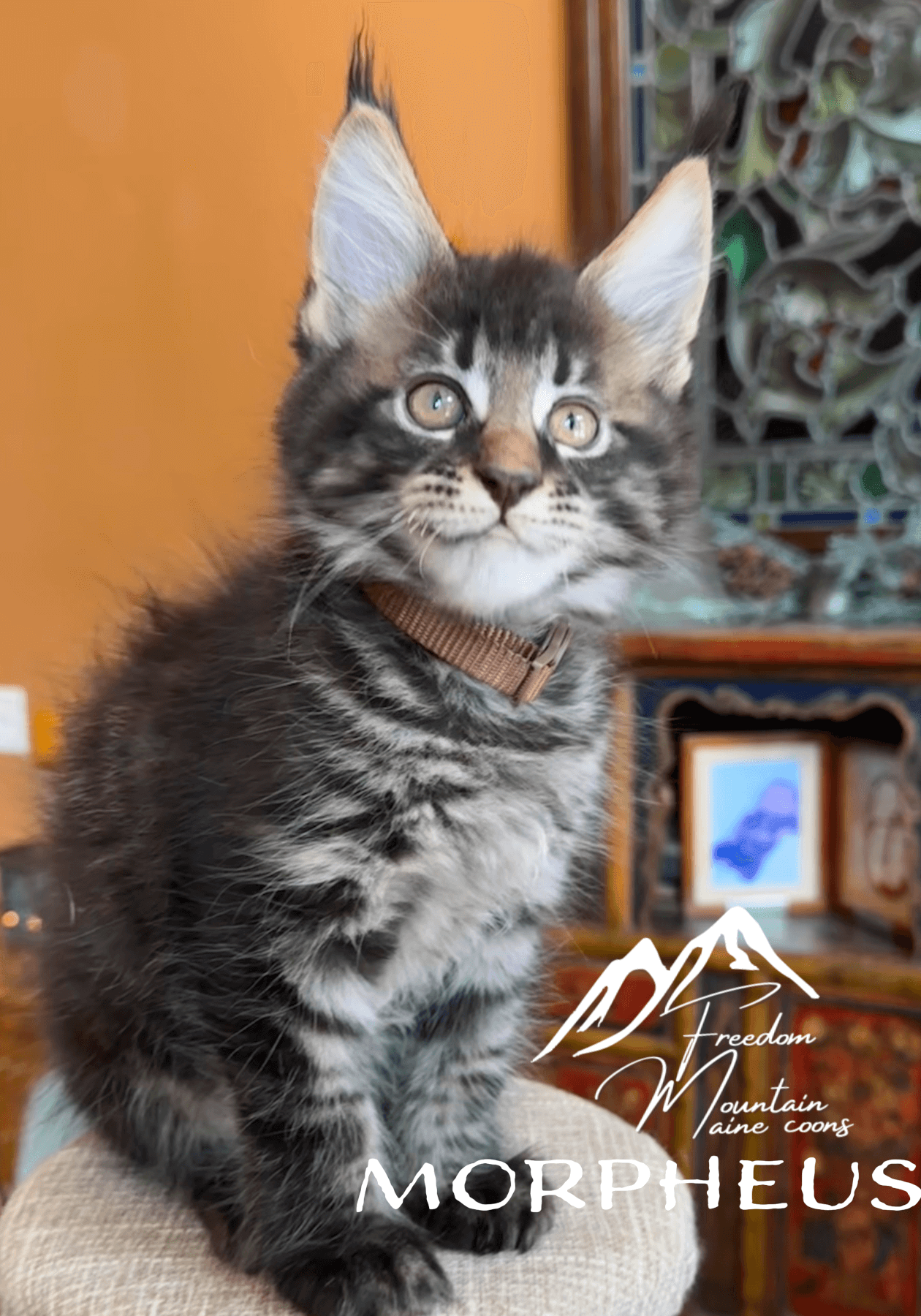 Freedom Mountain Maine Coons
