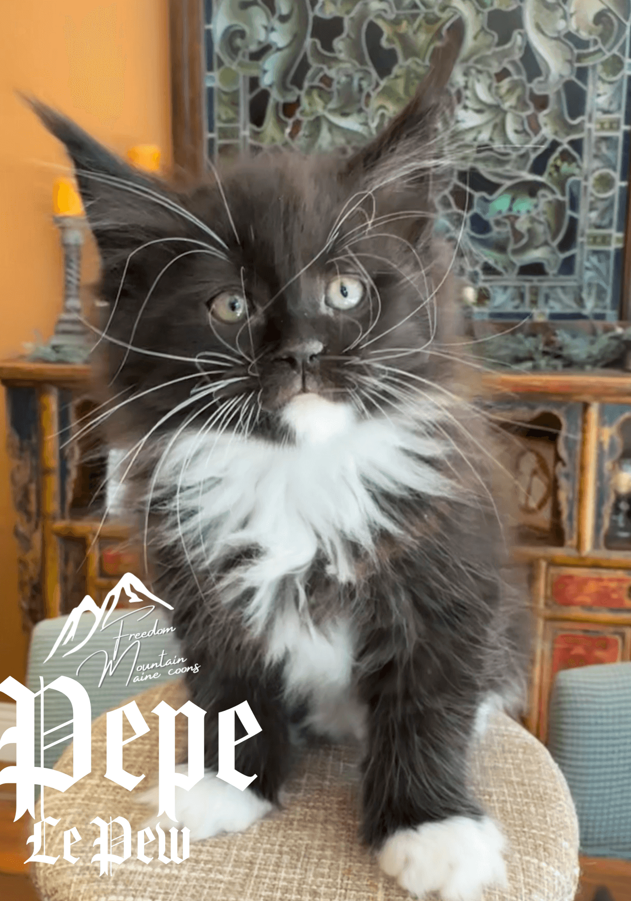 Freedom Mountain Maine Coons